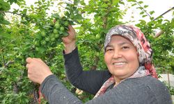 Mersin'de açık alanda yetiştirilen erikte hasat mesaisi başladı