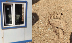 Ayı, Mermer Ocağını Savaş Alanına Çevirdi