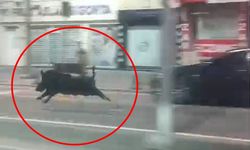 Yaban Domuzu Dehşeti! Kent Merkezinde 3 Kişi Yaralandı