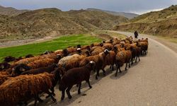 Hayvancılıkta yeni merkez: 784 milyonluk dev yatırım