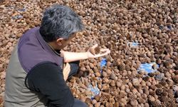 Kahramanmaraş’ta Ormanlar Yeniden Canlanıyor: Kızılçam Tohumları Hazır