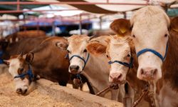 Afşin'de 2026 Kurbanlık Fiyatları Açıklandı