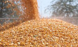 Mısır ithalatında 3 milyon tonluk tarife kontenjanı açıldı