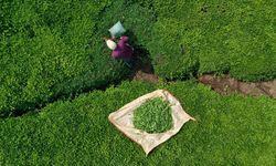 ÇAYKUR'da geçici işçiler sözleşmeli personel olabilecek