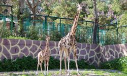 Türkiye’de Bir İlk: Gaziantep’te Yavru Zürafa Dünyaya Geldi!