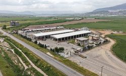 Canlı Hayvan Borsası Kurban Bayramı’na Hazır; Kurbanlık Satışları Başlıyor