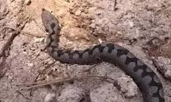 Bolu’da zehirli yılan paniği! Nadir tür ortaya çıktı