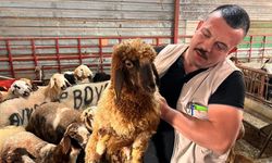 Hayvan Pazarında Sakinlik Hakim