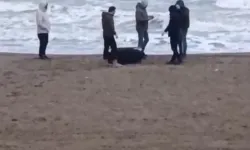 Sakarya'da Sahile Vuran Çantadan 21,5 kg Uyuşturucu Çıktı