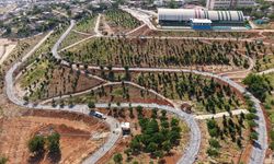 Büyükşehir’in ‘Yeşil Dönüşüm’ Hamlesi Karbon Yutak Alanı’nda Çalışmalar Sürüyor