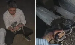 Hatay’da Şaşkınlık Yaratan Anlar! “Yılancı Kemal” 1 Metrelik Yılanı Aparatsız Yakaladı