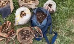 İzinsiz salep orkidesi yumrusu toplayan kişilere 7 milyon lira ceza kesildi