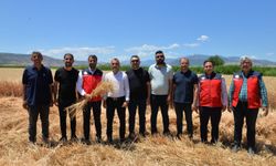 Kahramanmaraş’ta Buğday Hasadı Başladı