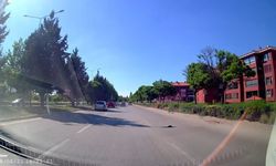 Kara yolunda mahsur kalan kaplumbağa yardım eli