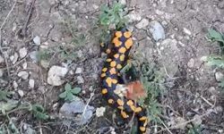 Nesli Tehlike Altındaki Benekli Semender Görüldü