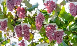 Dünyanın Konuştuğu Japon Üzümleri: Koshu ve Muscat Bailey A Gastronomi Dünyasının Yeni Gözdesi