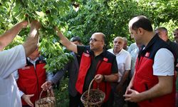 1600 Rakımda Yetişiyor, Avrupa'ya İhraç Ediliyor: Çığşar Kirazı Göz Dolduruyor