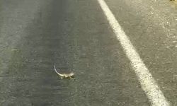Bukalemuna Yol Veren Sürücü Güldürdü