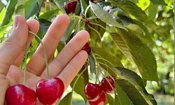 Andırın'da Çığşar Kirazında Hasat Başladı