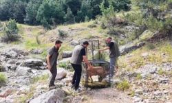 Yaralı Dağ Keçisi Tedavi Edilip Doğaya Salındı
