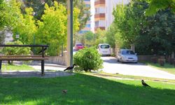 Kargaların Adresi Belli Oldu! Parkı Mesken Tuttular