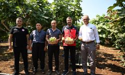 Abbas İncirinde Hasat Başladı: İlk Ürünler Toplandı