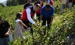Andırın’da Mor Bereket! Aronya Hasadı Üreticinin Yüzünü Güldürdü