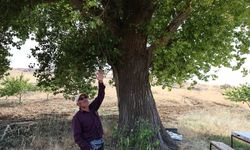 300 Yıllık Kavak Ağacı Zamana Meydan Okuyor