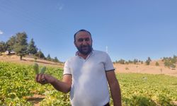 Fabrikası Yıkıldı, Tarlaya Sarıldı! Günde 600 Kilo Kabak Üretiyor