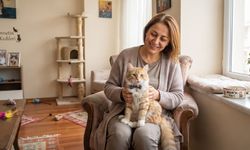 Her 4 kedi sahibinden 1’i bunu yanlış biliyor! Ev kedilerinin aşılarıyla ilgili şaşırtan gerçek