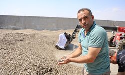 Yağışlar Bereket Getirdi! Ay Çekirdeğinde Rekolte Rekoru