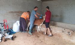 Andırın’da Şap Hastalığına Karşı Aşılama Seferberliği