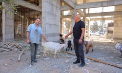 Başıboş Gezen 9 Keçinin Sahibi Aranıyor