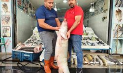 Batman'da 69 kiloluk dev balık şaşkına çevirdi! Kilogramı 400 liradan satışta