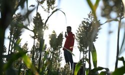 Çiftçiler Ses Sistemleriyle Kuş Yemi Nöbetinde