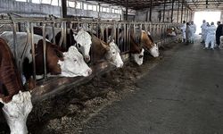 Elbistan’ın Ardından Göksun’da da Şap Alarmı! Hayvan Borsası Kapatıldı