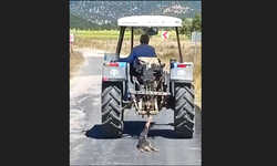 Hayvana Eziyet Kamerada! Köpeği Traktörün Arkasında Sürükledi
