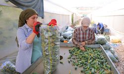 Tarlada 30 TL, Markette 60 TL! Kahramanmaraş’ta Hasat Başladı