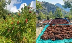 Dalından Toplanıyor, Kurutulup Sofralara Ulaşıyor