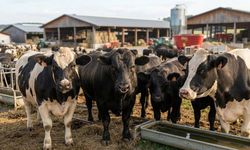 Besiciler Dikkat! 480 Bin Baş Sığır İçin Başvurular Başladı