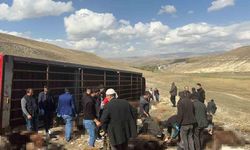 Erzurum’da Hayvan Yüklü Tır Devrildi: 130 Küçükbaş Hayvan Telef Oldu