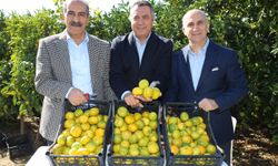 Satsuma mandalinada ihracat zamanı