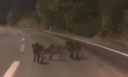Yolda Bir Anda Karşısına Çıktı! Domuz Sürüsü Böyle Görüntülendi