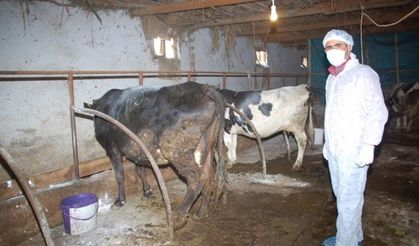 Yazıdere Köyü’nde “Kuduz” Karantinası