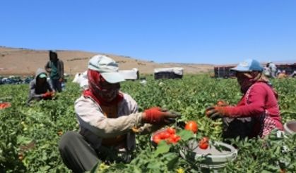 Kahramanmaraş'ta domatesten 120 bin ton rekolte bekleniyor