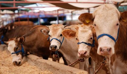 Vekalet yoluyla kurban kesim bedelleri belirlendi