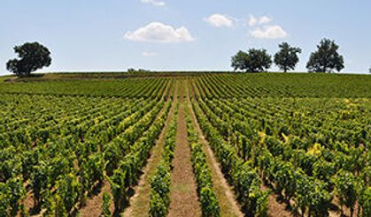 Dulkadiroğlu'nda Bağ Mahkemeden Satılık