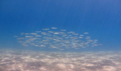 Bodrum'da gönüllü dalgıçlar deniz dibinden 168 kilogram atık çıkardı