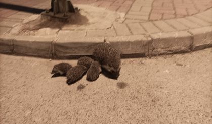 Manavgat'ta yolda bulunan kirpi ve yavruları kurtarıldı