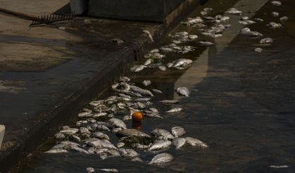 İzmir Körfezi'nde yeniden başlayan balık ölümleri sürüyor